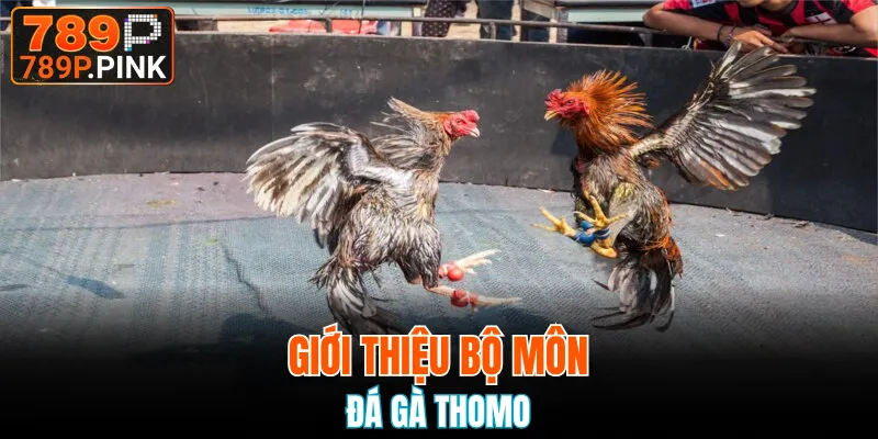 Khái quát siêu phẩm chọi kê Thomo
