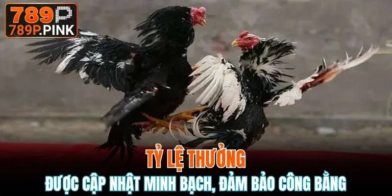 Tỷ lệ thưởng được cập nhật minh bạch, đảm bảo công bằng